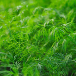 Load image into Gallery viewer, Aromatic Plant Seed Kit - 5 Bags of Seeds (Classic Italian Basil, Dill, Wild Fennel, Sage, Marjoram)