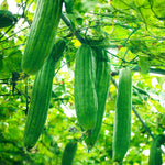 Load image into Gallery viewer, Climbing Plant Seeds Kit - 5 Seed Bags (Wisteria, Climbing Strawberries, Passion Flowers, Loofah, Blue Morning Glory)