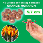 Load image into Gallery viewer, Crocus 'Orange Monarch’ - 10 Bulbs