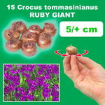 Load image into Gallery viewer, Crocus tommasinianus 'Ruby Giant' - 15 Bulbs