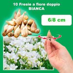 Load image into Gallery viewer, Freesia Double, WHITE - 10 Bulbs