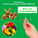 Load image into Gallery viewer, Freesia Single Mix - 15 Bulbs