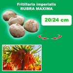 Load image into Gallery viewer, Fritillaria imperialis RUBRA - 1 Bulb
