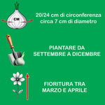 Load image into Gallery viewer, Fritillaria imperialis ‘Lutea Maxima’ - 1 Bulb