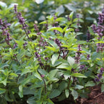 Load image into Gallery viewer, JAPANESE SEEDS KIT - 5 Seeds bag (Cape Gooseberry - Physalis peruviana, Lemongrass- Cymbopogon, Cotton Plants-Gossypium, Mexican Mini Cucumber, Shamy Sense Plant-Mimosa Pudica)