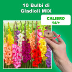 Load image into Gallery viewer, Mixed Gladiolus Bulbs (10)