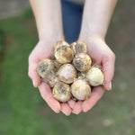 Load image into Gallery viewer, Muscari armeniacum - 20 Bulbs