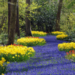 Load image into Gallery viewer, Muscari armeniacum - 20 Bulbs