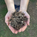 Load image into Gallery viewer, Ranunculus (Buttercups), RED - 10 Bulbs