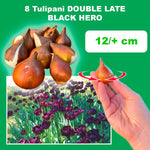 Load image into Gallery viewer, Tulip 'Black Hero' (Double Late) - 8 Bulbs