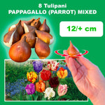 Load image into Gallery viewer, Tulip Parrot Mix - 8 Bulbs