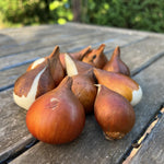 Load image into Gallery viewer, Tulip Parrot Mix - 8 Bulbs