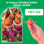 Load image into Gallery viewer, Tulip 'Royal Acres' (Double Early) - 8 Bulbs