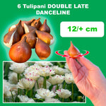 Load image into Gallery viewer, Tulip 'Danceline' (Double Late) - 6 Bulbs