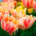 Load image into Gallery viewer, Tulip 'Foxy Foxtrot' (Double Early) - 8 Bulbs