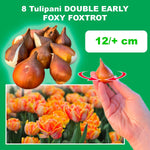 Load image into Gallery viewer, Tulip 'Foxy Foxtrot' (Double Early) - 8 Bulbs