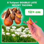 Load image into Gallery viewer, Tulip 'Mount Tacoma' (Double Late) - 8 Bulbs