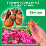 Load image into Gallery viewer, Tulip 'Sunset Tropical' (Double Early) - 8 Bulbs