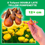 Load image into Gallery viewer, Tulip 'Yellow Pompenette' (Double Late) - 8 Bulbs
