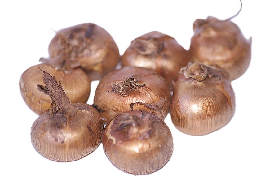 CROCUS VERNUS MIX (10 Bulbs)