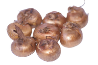 CROCUS VERNUS MIX (10 Bulbs)