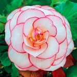 Load image into Gallery viewer, Picotee White Red Begonia Bulbs (3)