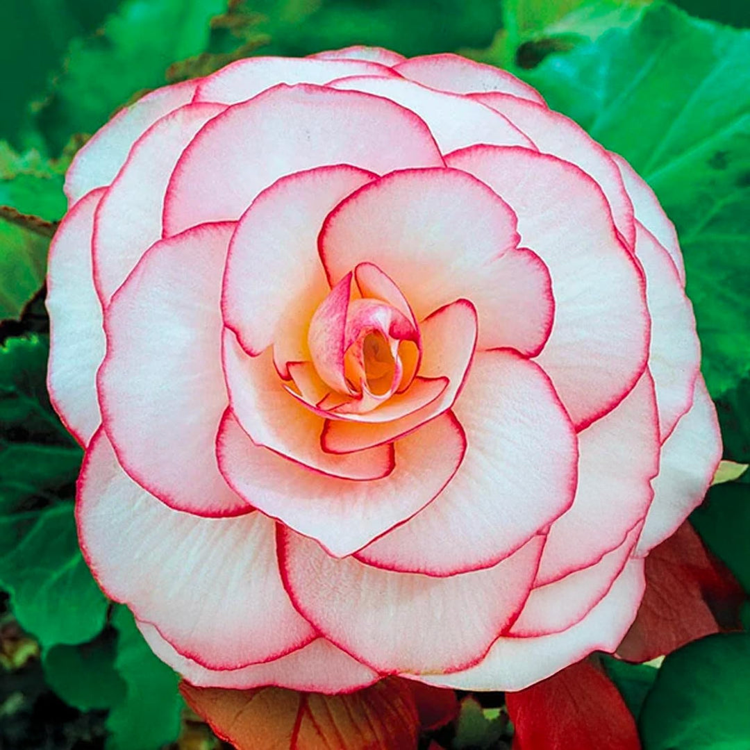 Picotee White Red Begonia Bulbs (3)