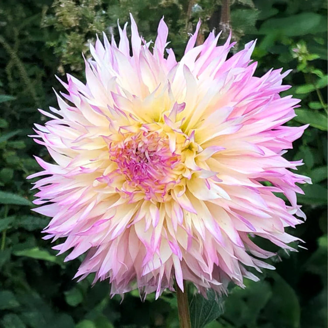 Fringed Dahlia “Nadia Ruth” Bulbs (2)