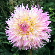 Fringed Dahlia “Nadia Ruth” Bulbs (2)