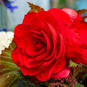 Red Double Begonia Bulbs (3)