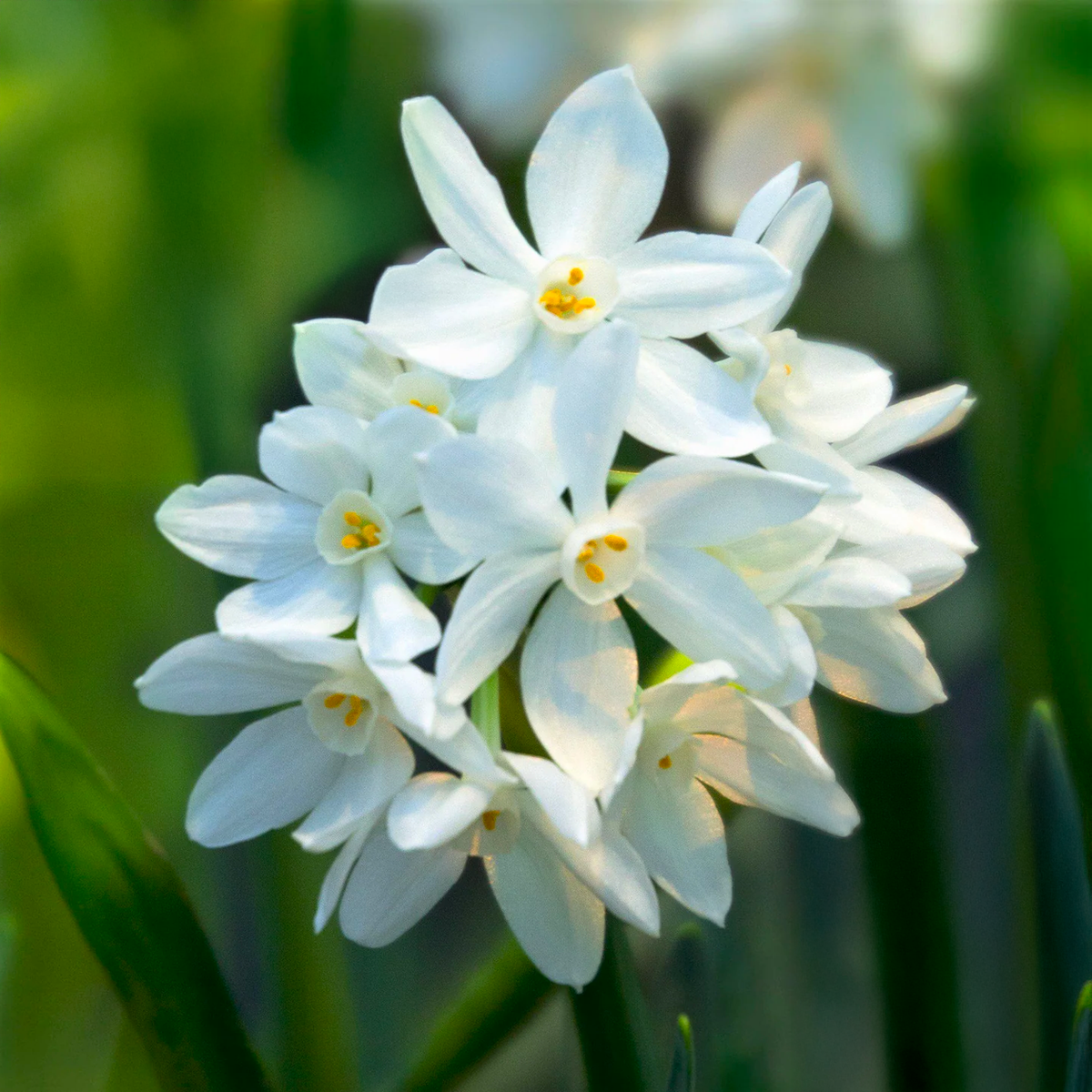 Narcisi paperwhite ZIVA in fiore, bulbi bianchi profumati, ideale per giardini e interni.