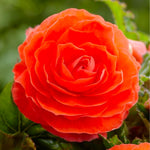 Load image into Gallery viewer, Orange Double Begonia Bulbs (3)