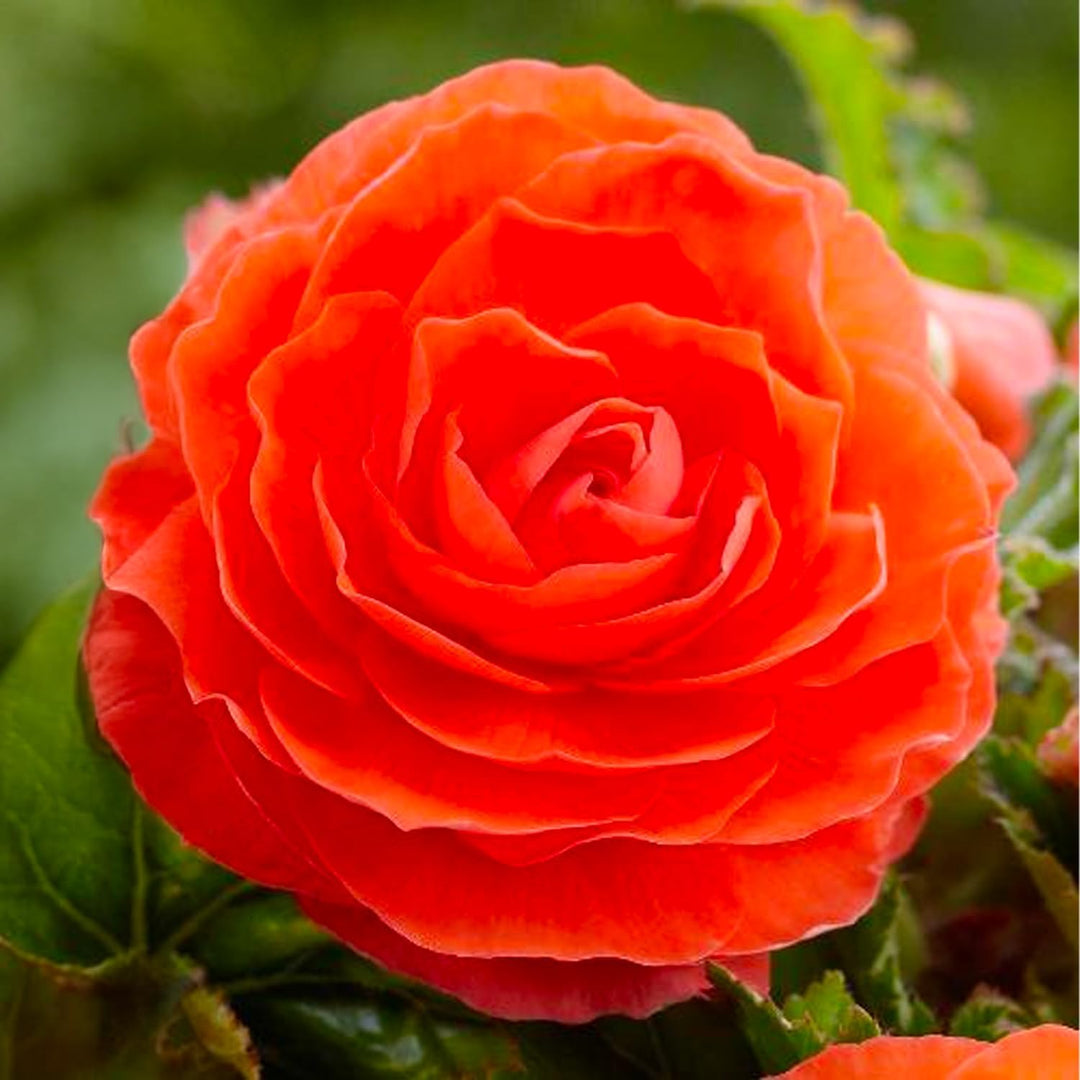 Orange Double Begonia Bulbs (3)