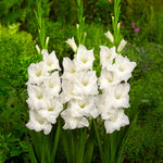 Load image into Gallery viewer, White Gladiolus Bulbs (10)