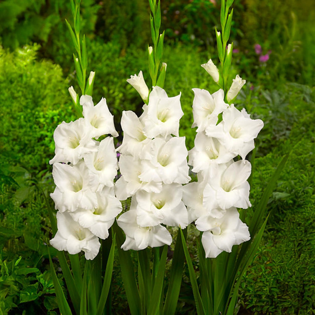 White Gladiolus Bulbs (10)