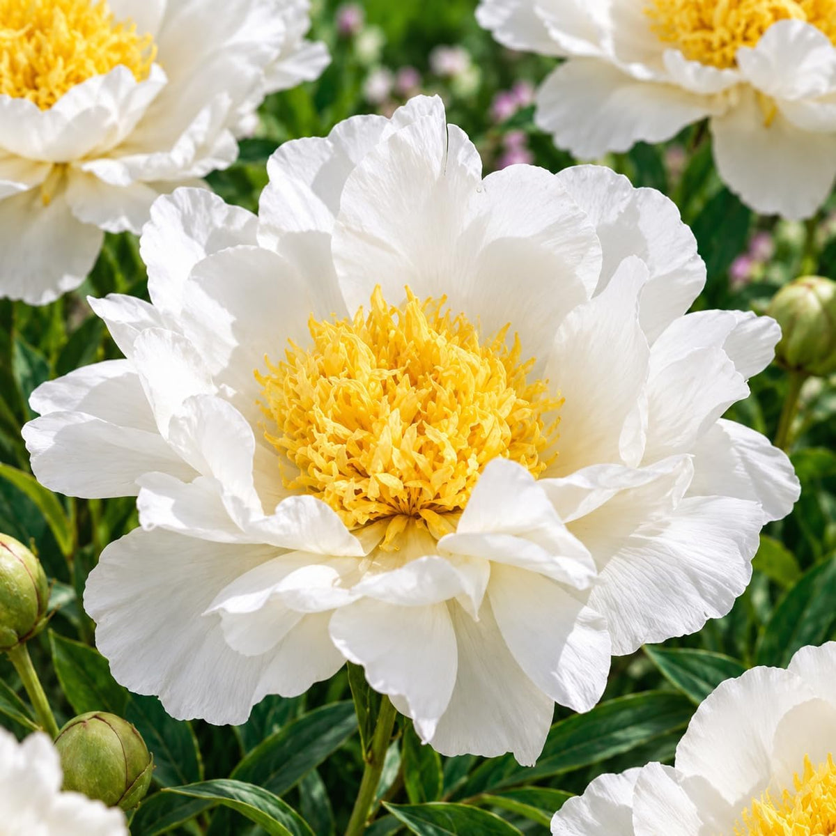 PAEONIA Lactiflora JAN VAN LEEUWEN (2 Radici)