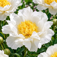 PAEONIA Lactiflora JAN VAN LEEUWEN (2 Radici)