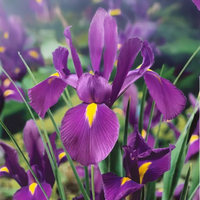 Iris hollandica VIOLA (10 Bulbi)