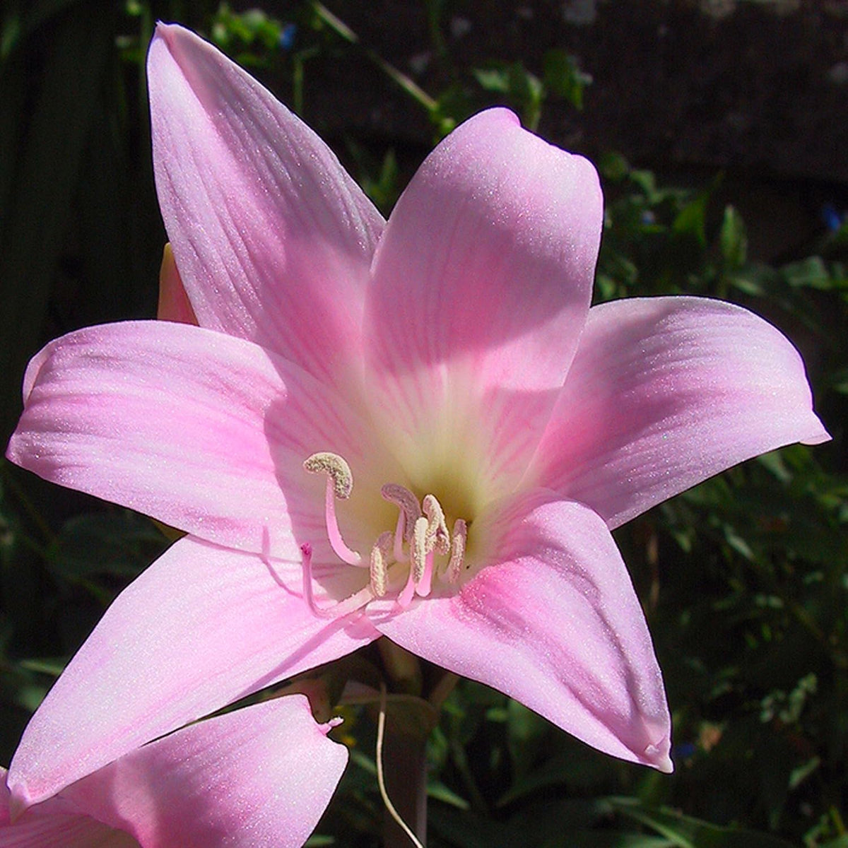 Amaryllis belladonna Bulb (1)