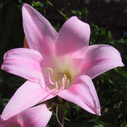 Amaryllis belladonna Bulb (1)