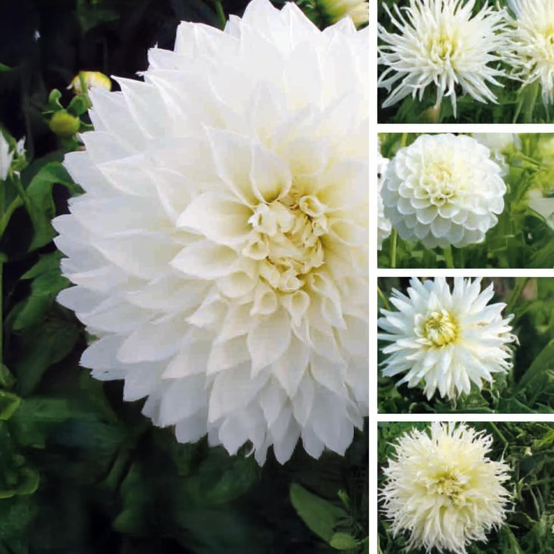 Dahlia “Shades of White” Bulbs (5) – 100 Days to Bloom