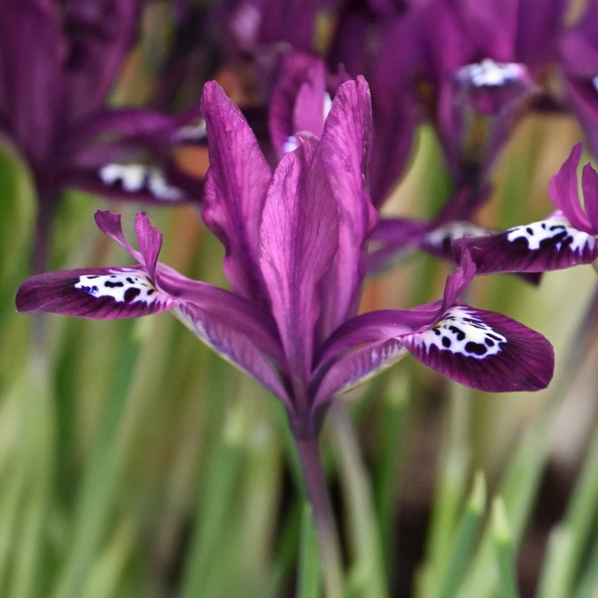 Iris reticulata Pauline bulbs with deep plum purple and white speckled blooms, ideal for early winter gardens.
