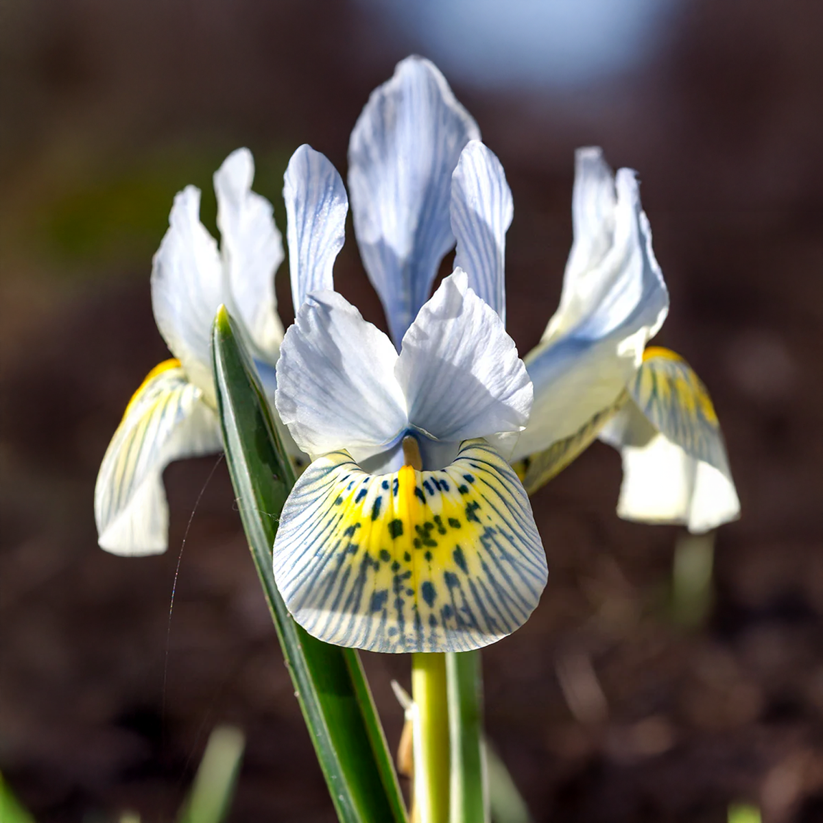 Iris reticulata KATHARINE HODGKIN (10 Bulbi)