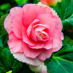 Load image into Gallery viewer, Pink Double Begonia Bulbs (3)