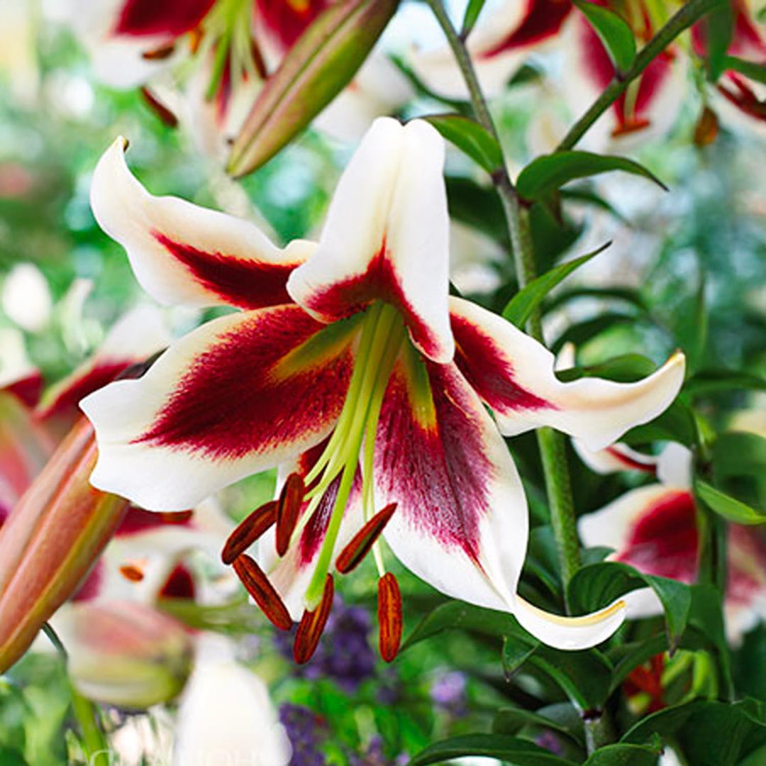 Bulbi di Lilium OT BEVERLY DREAMS (1)