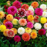 Decorative Dahlia Mix bulbs (5) – Height up to 50 cm