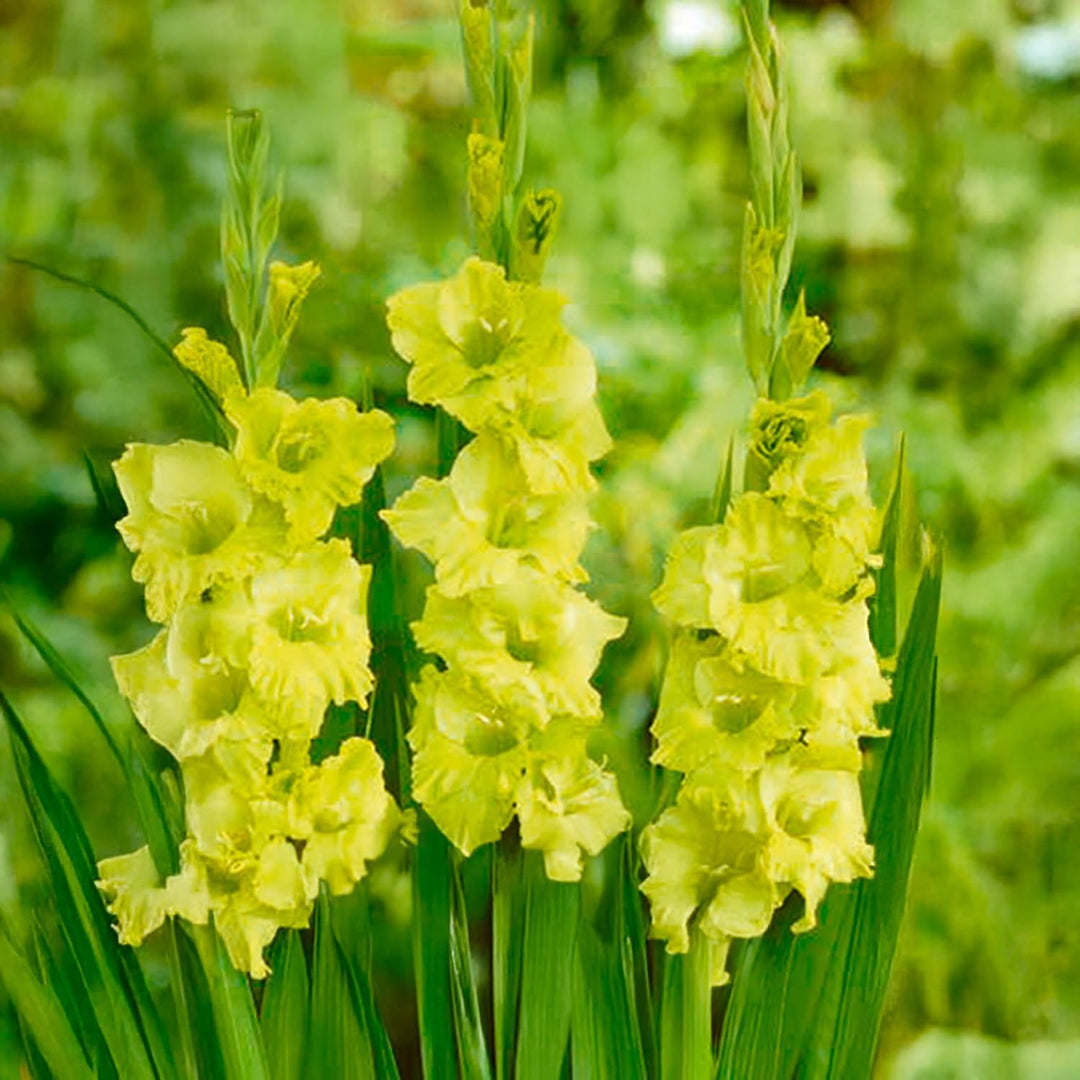 Gladiolus ‘Greenstar’ Bulbs (7)