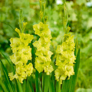 Gladiolus ‘Greenstar’ Bulbs (7)