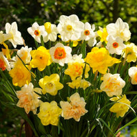 Narcisi bulbi olandesi in una varietà di colori, fiori gialli e bianchi ideali per giardini e decorazioni interne.