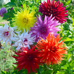 Load image into Gallery viewer, Cactus Dahlia Mix (5 Bulbs) – Height up to 50 cm